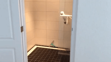 Cockatoo Takes Break From World Domination to Grab a Shower