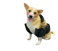 Dog Rescue Sticker