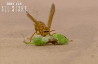 Survivorau GIF by Australian Survivor