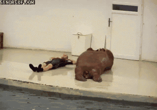 video cats GIF