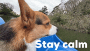 Dog Stay Calm GIF