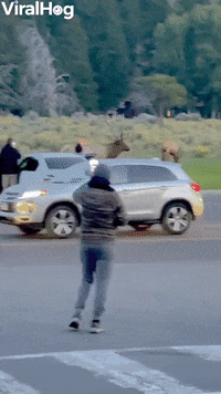 Bull Elk Charges Yellowstone Tourist GIF by ViralHog