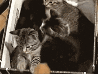 cat kitten GIF by Miri Ganser