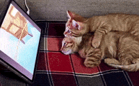Cat Cuddles GIF by Andi