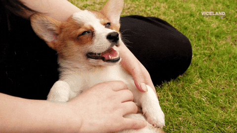 dog zen
