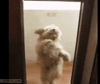 cha-cha GIF