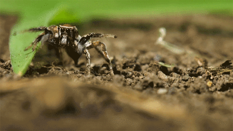 Discovery Channel Reaction GIF by Discovery