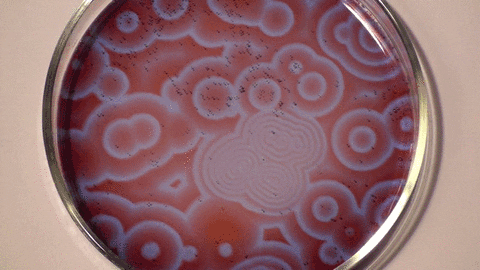 chemistry petri dish GIF