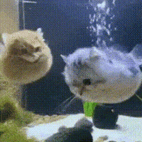 Cat Fish GIF