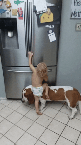 cuteanimalland giphyupload GIF