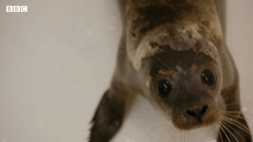 Bbc Two Pets GIF by BBC