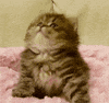 my pet cat GIF