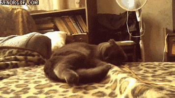 cat falling GIF by Cheezburger