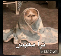 Iraq GIF by Bashar