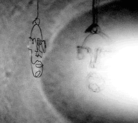 matthias brown GIF by TraceLoops