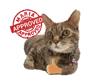 Cat Sticker by Pets Club SG