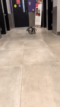 Dog Scurries Through Omaha Humane Society in Spider Costume