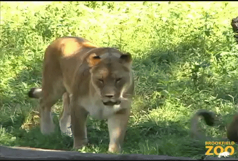 I Love You Lion GIF by Brookfield Zoo