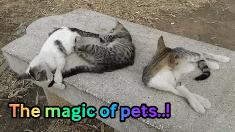 the5thskill giphygifmaker cat cats pet GIF