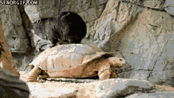 turtle carrying GIF by Cheezburger