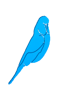 Budgie Sticker by Budgy Smuggler