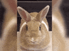 rabbit cutie GIF by Pamily