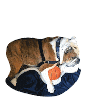 tired zzz Sticker by Butler University