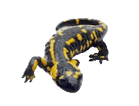 Guinea Pig Love Sticker