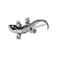 Pet Wildlife Sticker by The Wild Curiosity