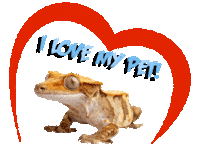 Guinea Pig Love Sticker