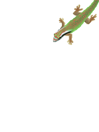 Anais974 reunion reptile gecko 974 Sticker