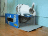 kitten rabbit GIF