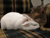cat friend loving GIF