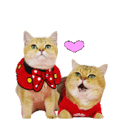 British Short Hair Cute Cats Sticker by Catsmart Marketing
