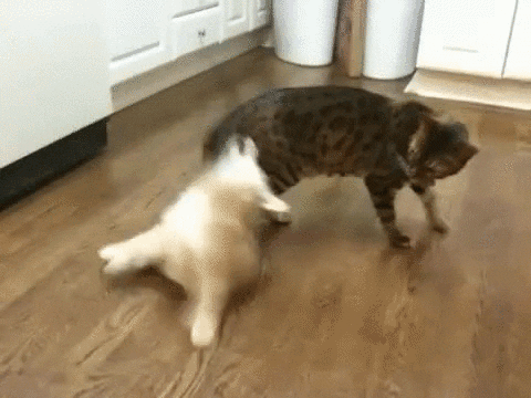 cats dogs GIF