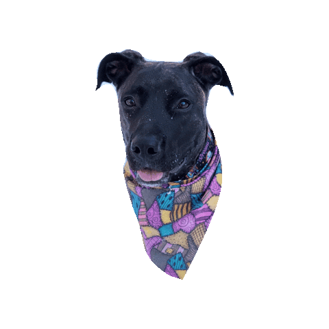 Waffles Pit Mix Sticker by Geekster Pets