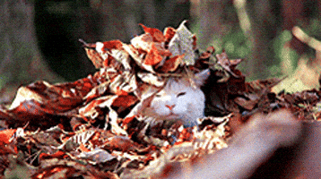 kitty morning GIF