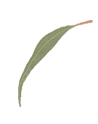 barjoudesign australian eucalyptus natives barjou Sticker