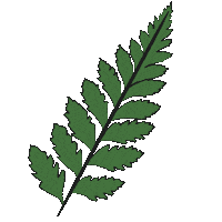 Leaves Sticker