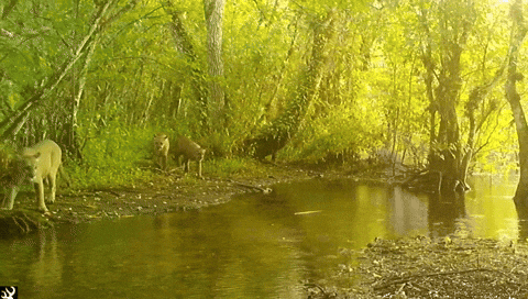 Jumping Hurry Up GIF by U.S. Fish and Wildlife Service