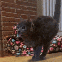 Cat Kitty GIF