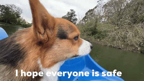 Dog Hope GIF