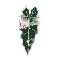 Urban Jungle Alocasia Sticker by Hankō