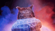 Celebration Love GIF by Compare the Market