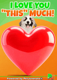Valentines Day Love GIF by PetJuvenate - PJ