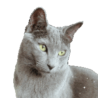 Cat Judging Sticker