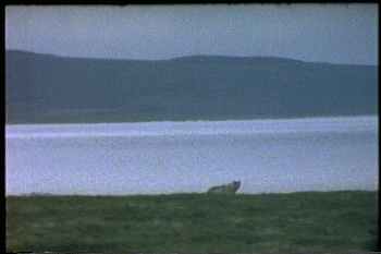 wolf cmhgif GIF by Canadian Museum of History