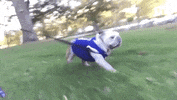 drake mascot GIF by DrakeUGriff