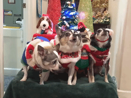 Christmas Chihuahua Carolers