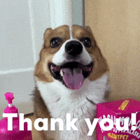 Dog Thank You GIF